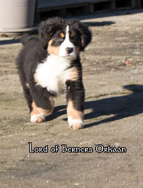 Lord Of Berners Orkaan