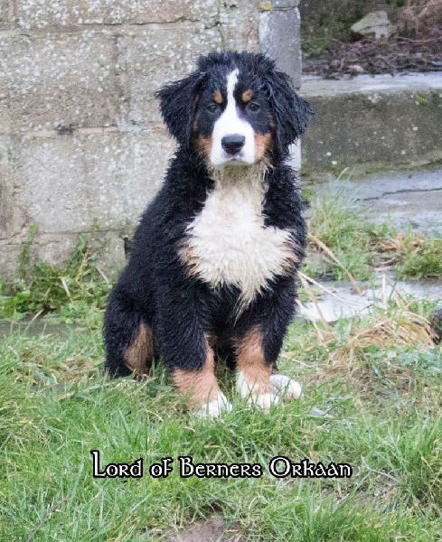 Lord Of Berners Orkaan