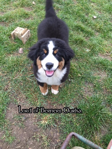 Lord Of Berners Ourka