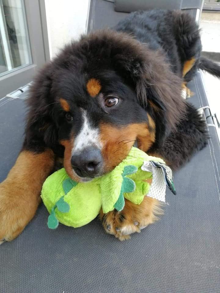 Lord Of Berners Rajah chewie