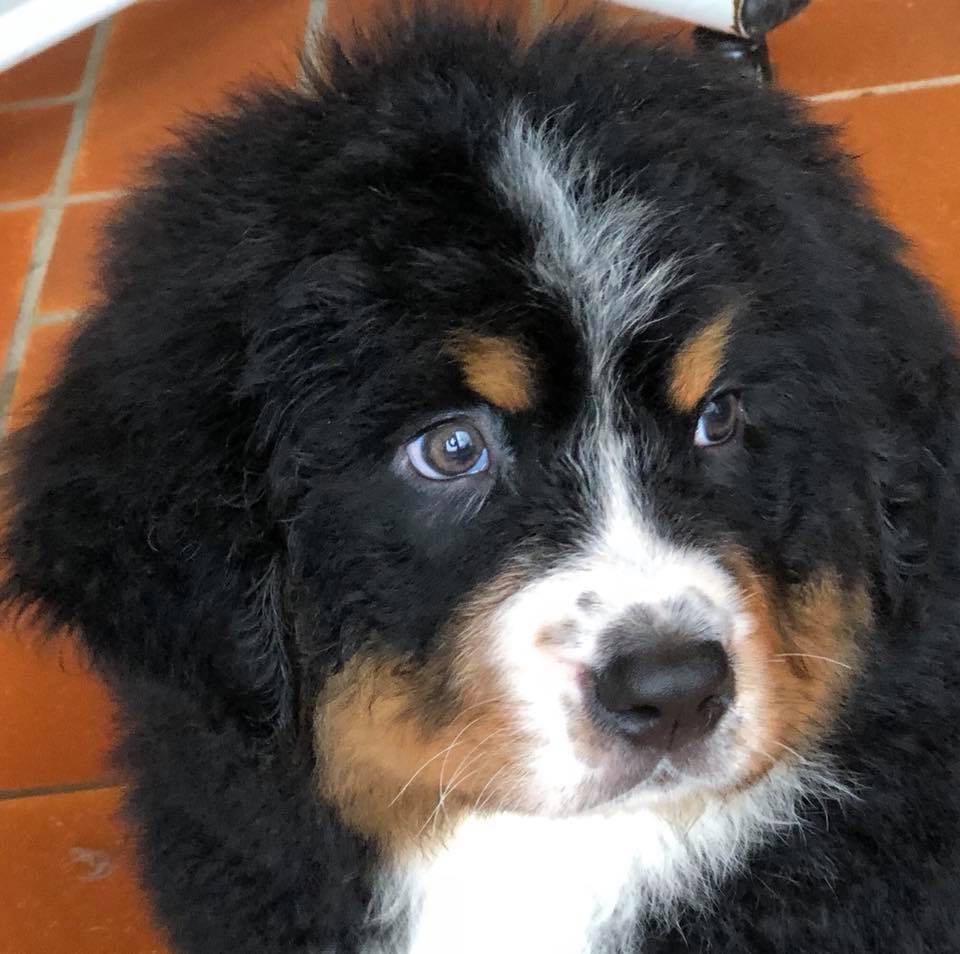 Lord Of Berners Rock n roll roméo