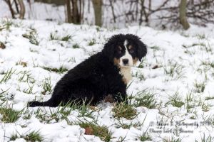 Lord Of Berners Quelle nana