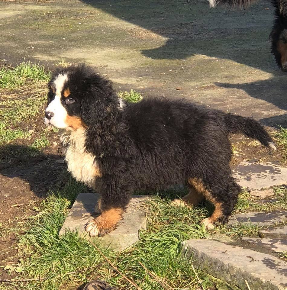 Lord Of Berners Qweerty
