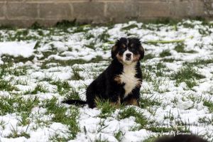 Lord Of Berners Qalypso