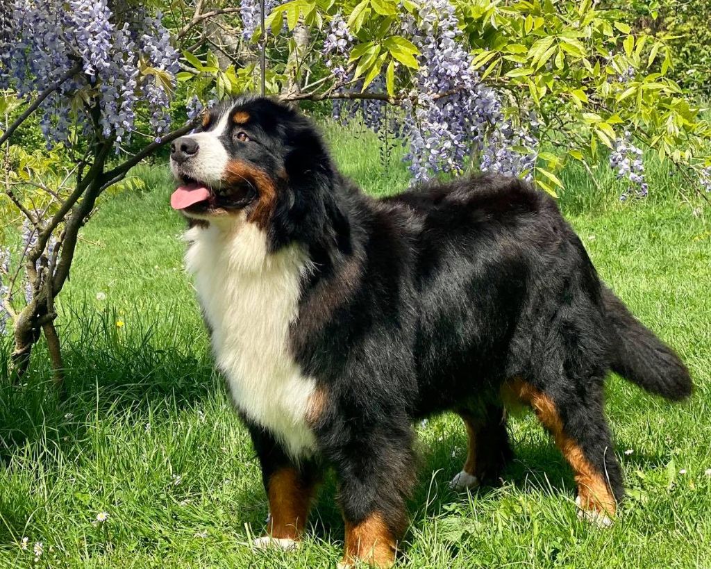 Lord Of Berners Oprah