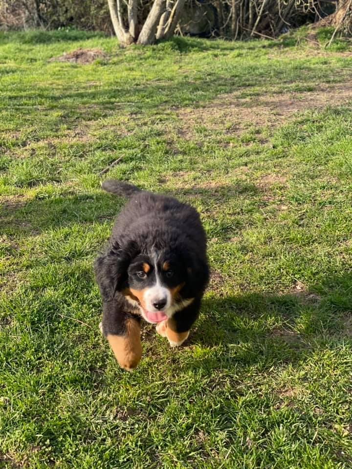 Lord Of Berners Urricane