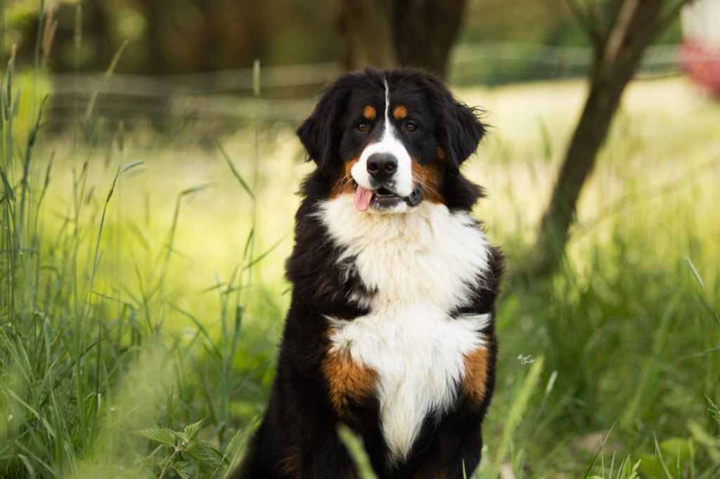 Lord Of Berners Utopia