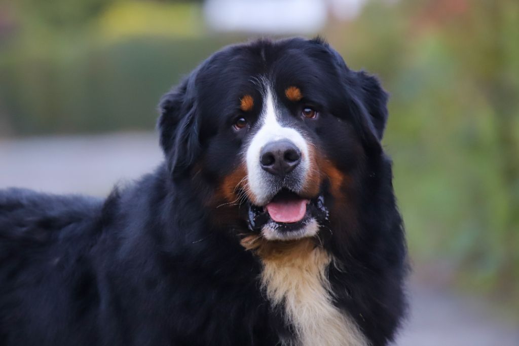 Lord Of Berners Virtuose